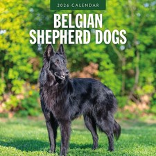 Belgian Shepherd Dogs 2026
