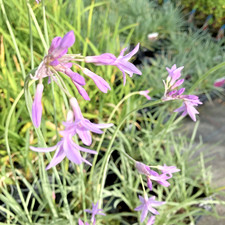 Tulbaghia silver lace - silver,