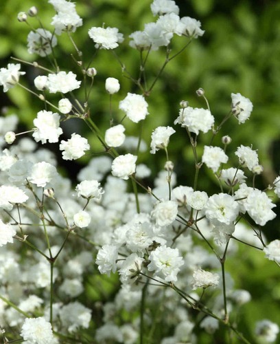 Gypsophila paniculata alba