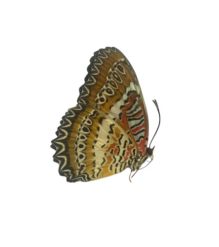 Cethosia biblis papered - cethosia,