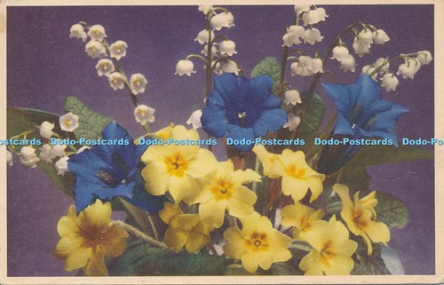 R064831 primrose and gentian - and,