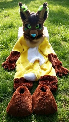 Long fur husky dog fox - fur, mascot