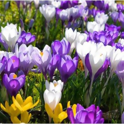 Crocus specie mix - crocus, bulb
