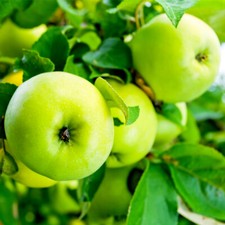 Grenadier Self-Fertile Apple