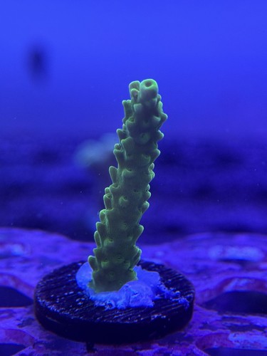 Livestock acropora - livestock,