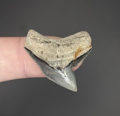 Prehistoric tiger shark tooth - prehistoric,