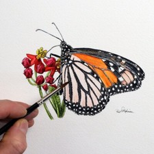 ORIGINAL Monarch Butterfly Pen & Watercolour Wash Painting, Insect Illustration