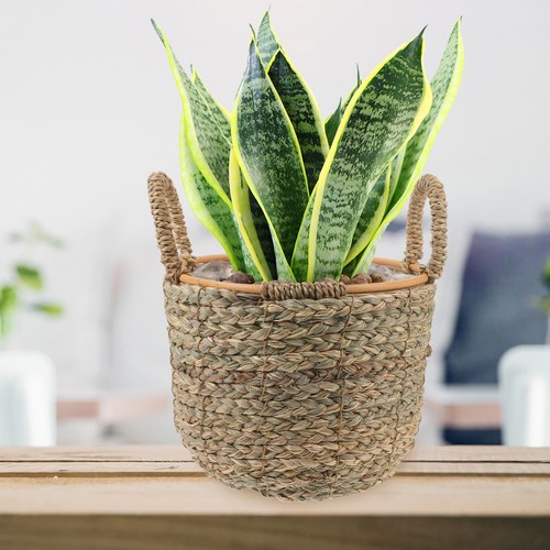 Decorative flower basket - decorative,