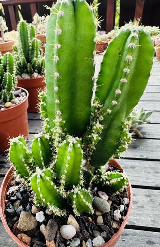 Cereus per florida - cereus, fairy
