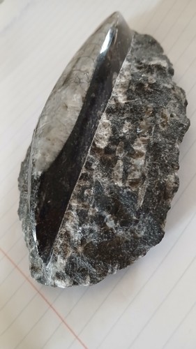 Orthoceras fossil matrix - fossil, in