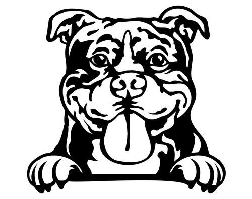 American bully dog car van - american,