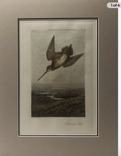 “ Drumming snipe  ”