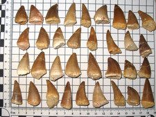 Cretaceous Mosasaur tooth