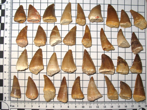 Cretaceous mosasaur tooth - cretaceous,