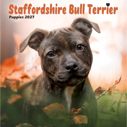 Staffordshire bull terrier - staffordshire,