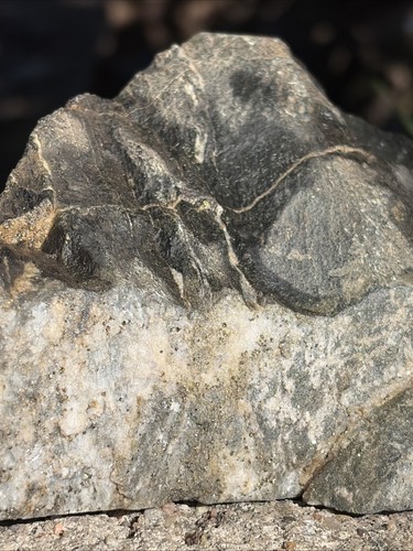Large homestake gold - , ore