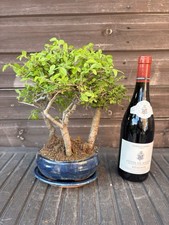 Bonsai Tree's Chinese Elm