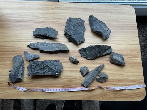 Genuine fossil bundle whitby - fossil,