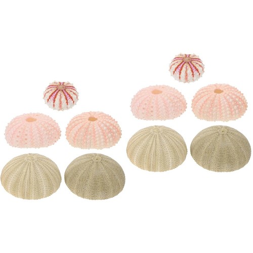 Creative sea urchin - creative, shell