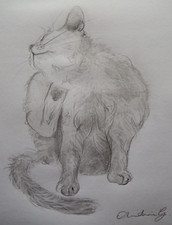 Pencil drawing grooming cat - drawing,