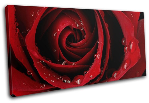 Red roses love flowers modern - love,