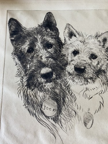 Etching scottish terrier - etching,