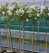 Standard White Rose Tree Large 5ft.Rosa Scneewittchen.REDUCED!