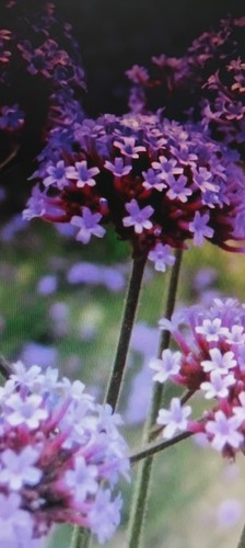Med potted verbena - 3,