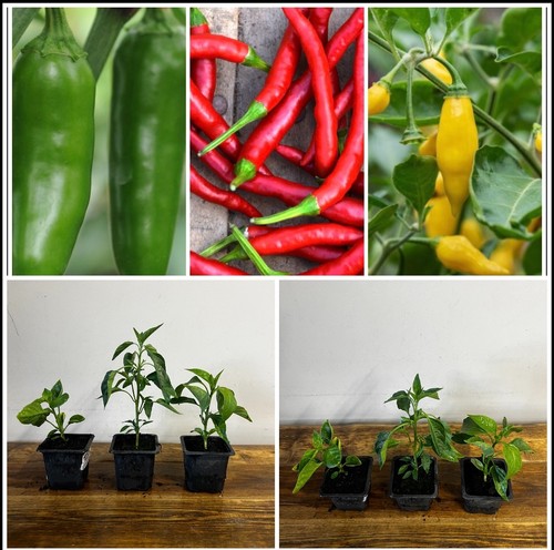 Multiple varieties chilli - of,