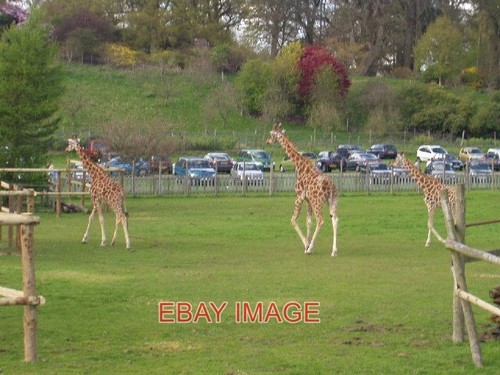 Photo blair drummond - photo,