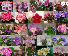 African Violet *10 Leaves* 5
