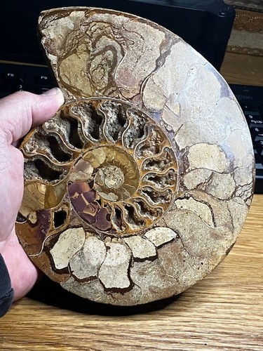 Large polished ammonite - large,