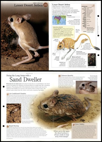 Lesser desert jerboa 180 - desert,