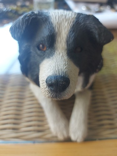 Sandicast collie dog long - collie,