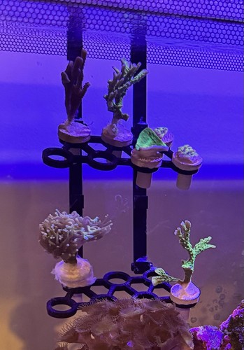 Fluval evo chamber basket - evo, and
