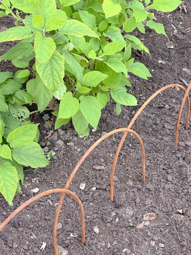 Garden border edging - , hoops