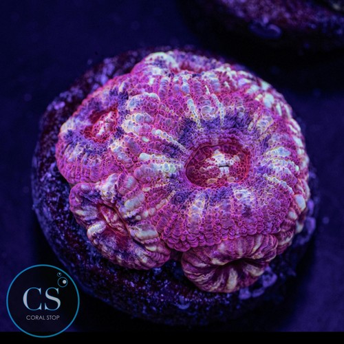 Elemental fire asian acan - cs,