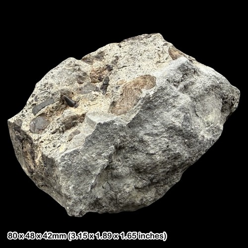 Fish teeth bone block - fish, fossil