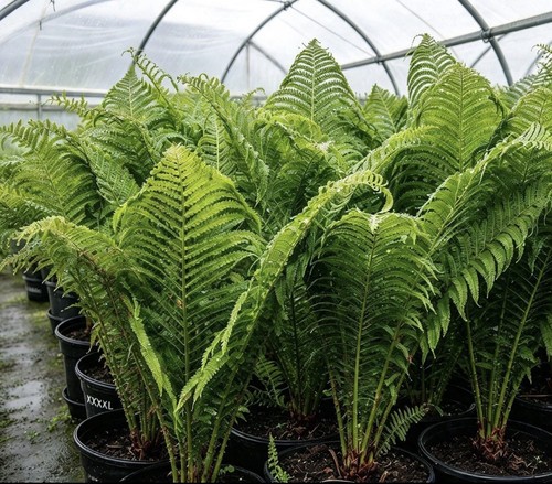 Xxxxl shuttlecock fern - xxxxl,