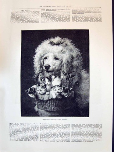 Antique old print - antique, 1894