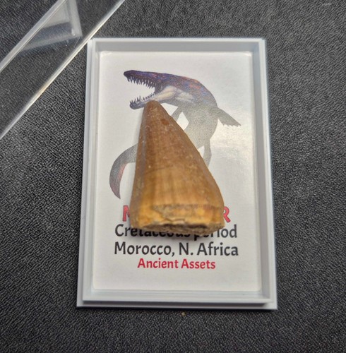 Mosasaur tooth teeth fossil - mosasaur,