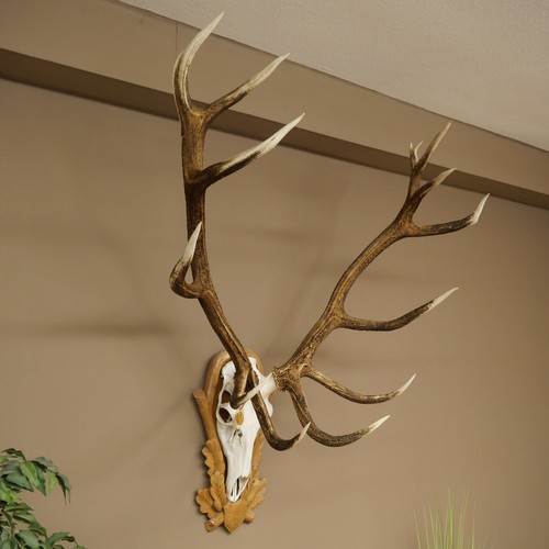 Red deer antler - deer, points