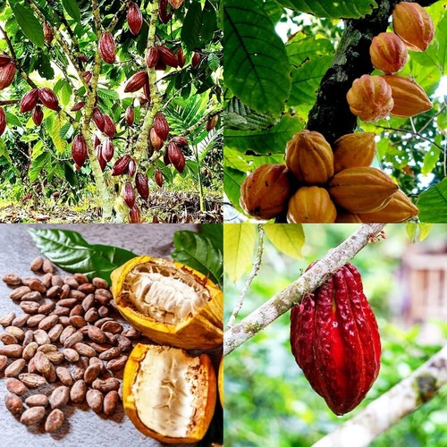 Cocoa seeds cacao - 20+,