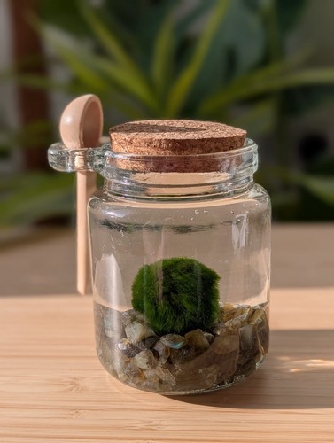 Marimo moss ball pet a - ball,