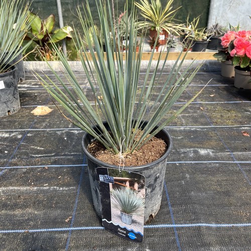 Yucca rostrata blue - rostrata, &