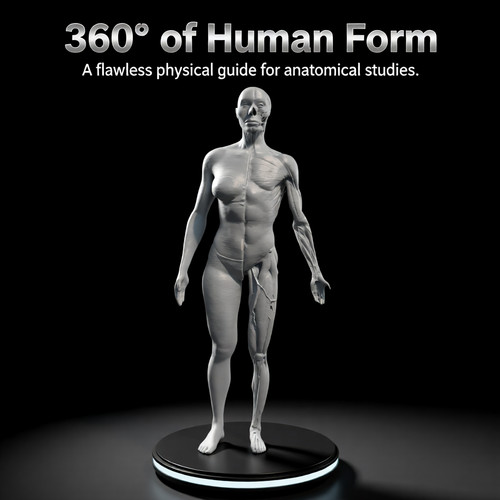 Half ecorche female - ecorche, anatomy