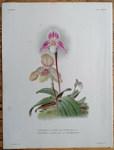 Linden lindenia original - linden, print