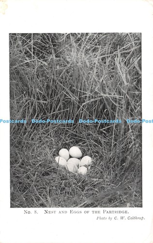 R239252 nest and eggs - nest,