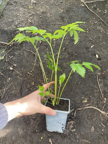 Korean celery dystaenia - korean, (dystaenia