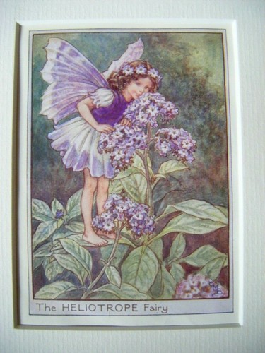 Vintage flower fairies - vintage,